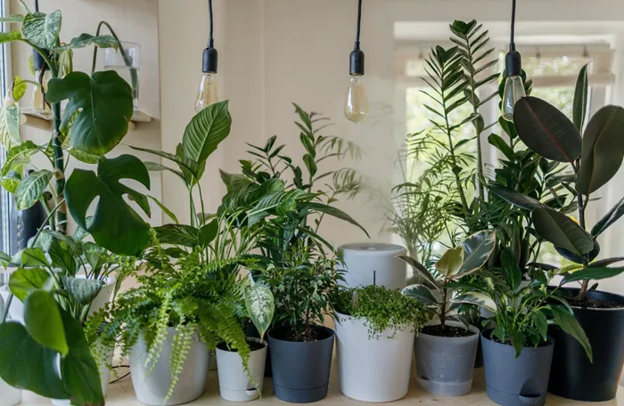 Indoor Plant Styling Bundle